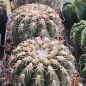 Preview: Gymnocalycium spegazzinii var. punillense JN105